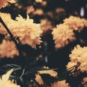 Meet your Posher, Sienna